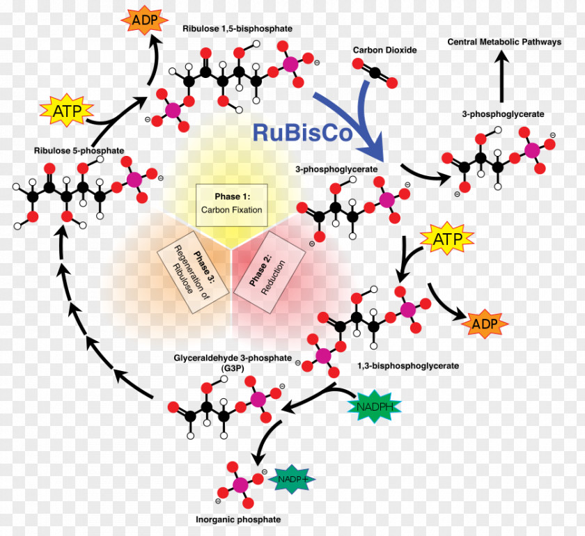 Calvin Cycle Light-independent Reactions C3 Carbon Fixation Ribulose 1,5-bisphosphate PNG
