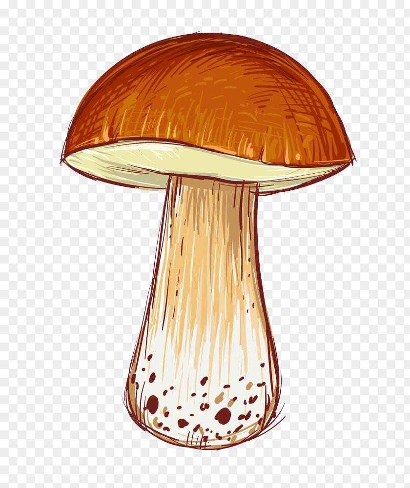 Cartoon Mushrooms Illustration PNG