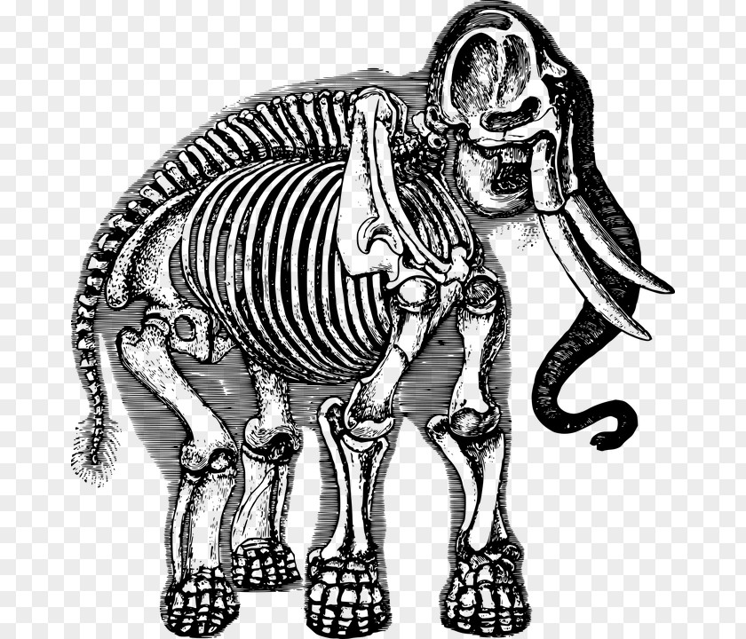 Skeleton Elephant School African Human PNG