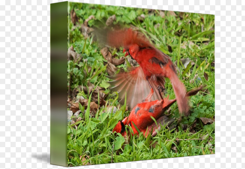 Cardinal Mark Ecosystem Fauna Wildlife Beak PNG