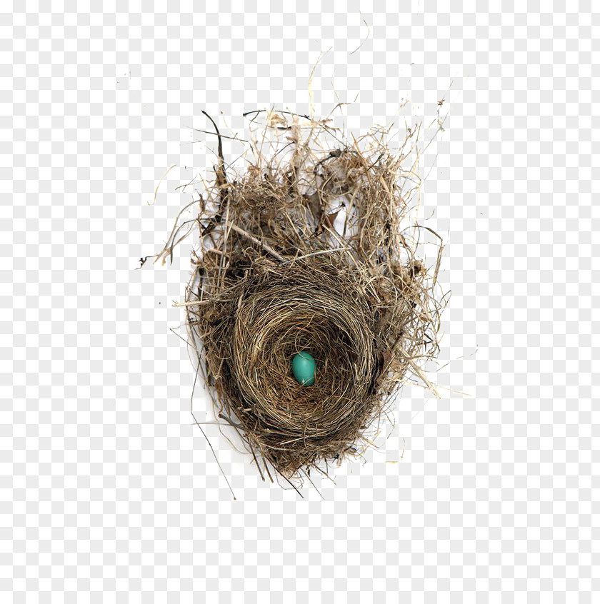 Creative Nest Edible Birds Bird Egg PNG