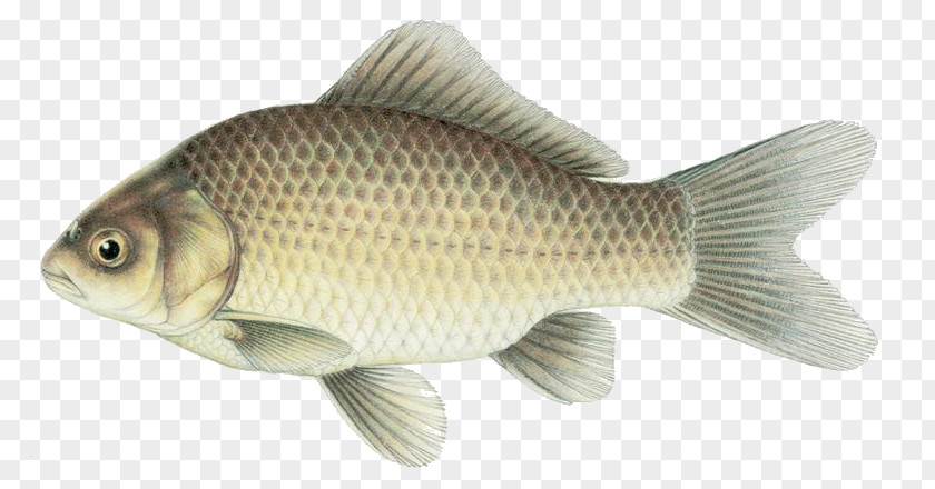 Fish Tilapia Goldfish Common Carp Perch PNG