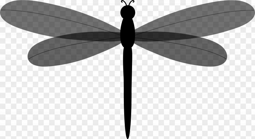 Insect Line Symmetry Graphics Product Design PNG