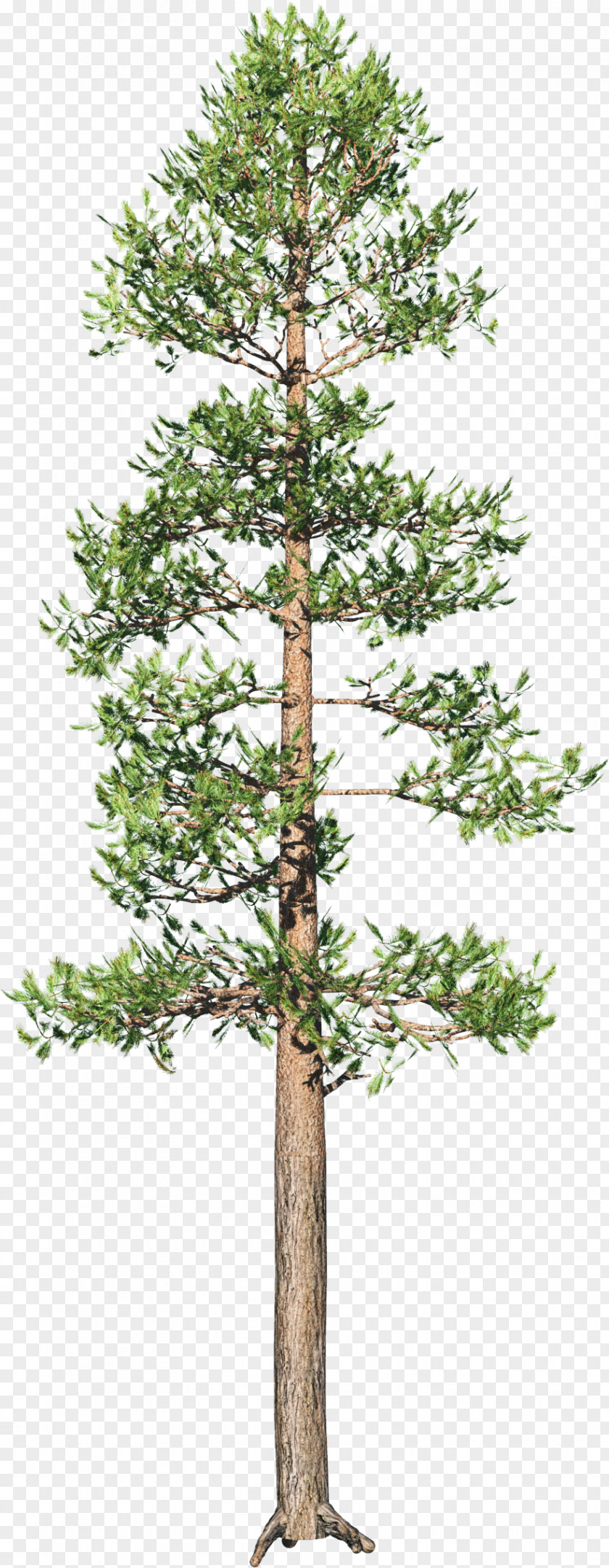 Pine Tree Spruce Branch Conifers Plant PNG