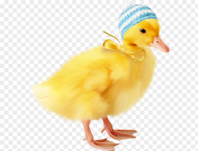 SCUBA DIVING Duck Chicken Easter Bird Clip Art PNG