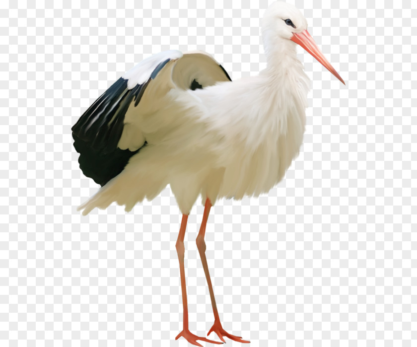 Bird White Stork Water Flamingos Ardea PNG