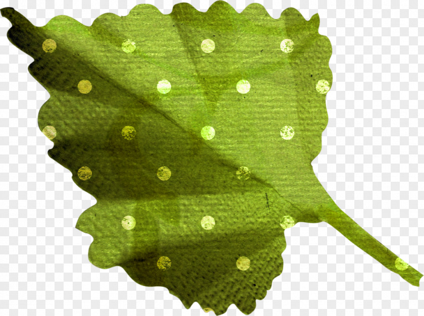 Leaf Drawing PNG