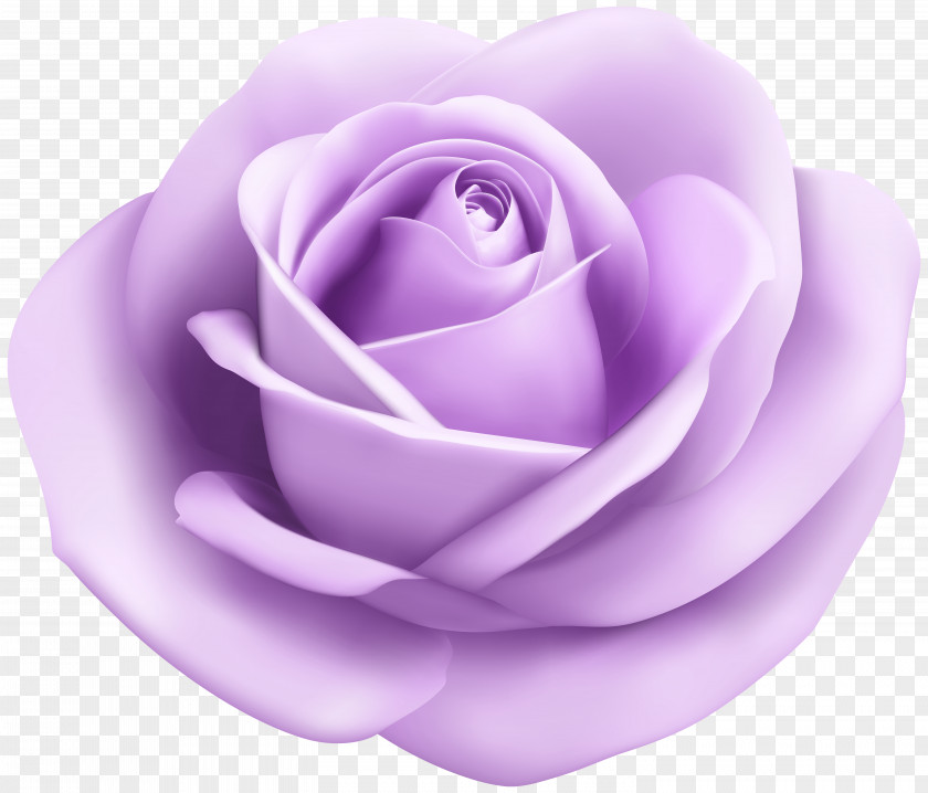 Rose Soft Puprle Transparent Clip Art Image Blue Color Red Hue PNG