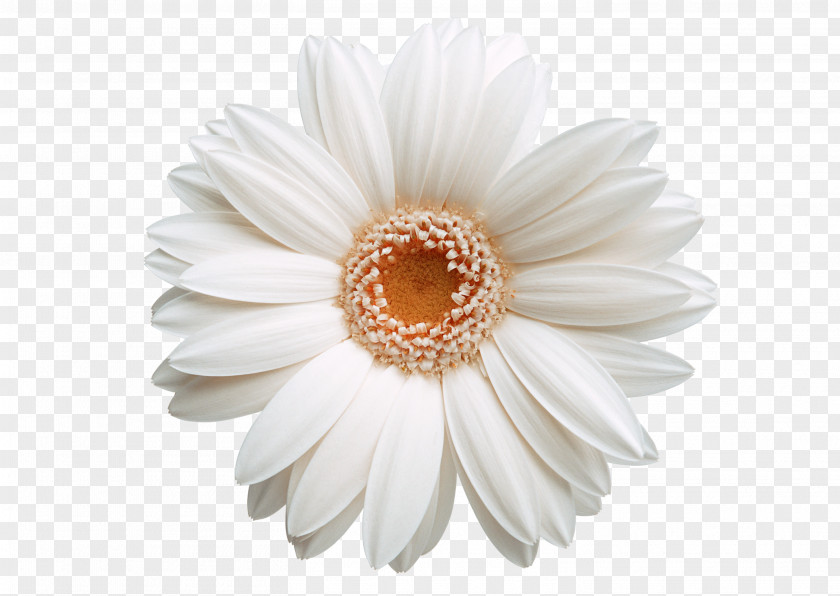 White Chrysanthemum Picture Material Software Clip Art PNG