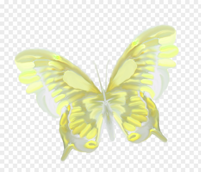 Beautiful Butterfly PNG