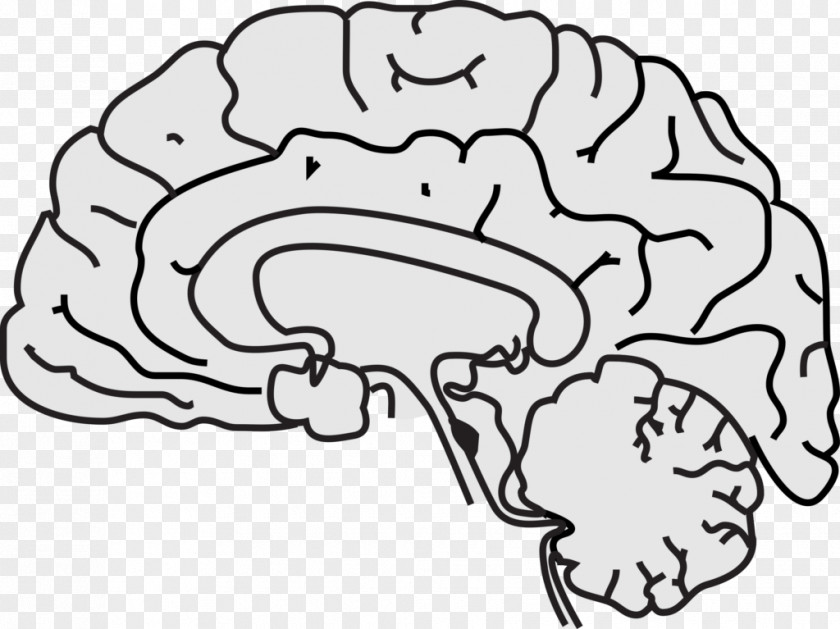 Brain Clipart Black And White Clip Art Vector Graphics Image Drawing PNG
