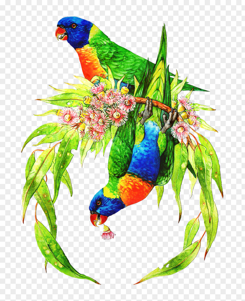 Budgerigar Macaw Loriini Bird Beak PNG