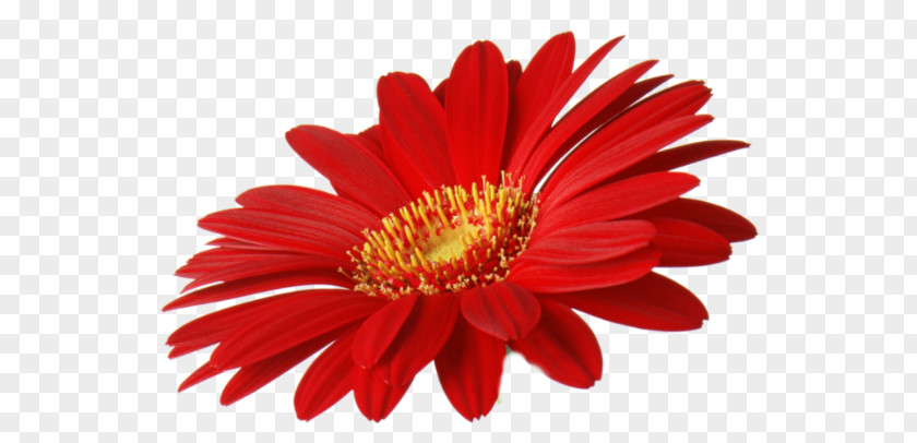 Flower Cut Flowers Transvaal Daisy Clip Art PNG