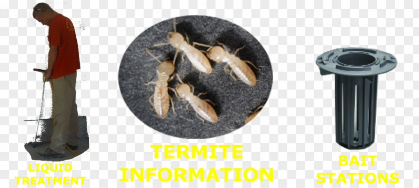 Termites Insect Eastern Subterranean Termite Reticulitermes PNG