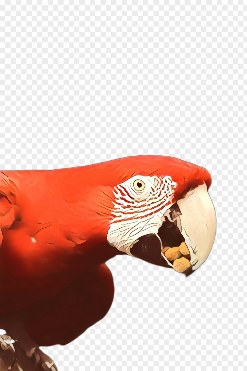 Bird Macaw Parrot PNG