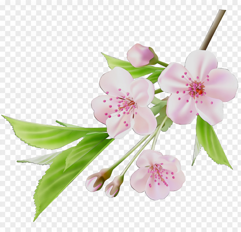 Cherry Blossom ST.AU.150 MIN.V.UNC.NR AD Flowering Plant Cherries PNG