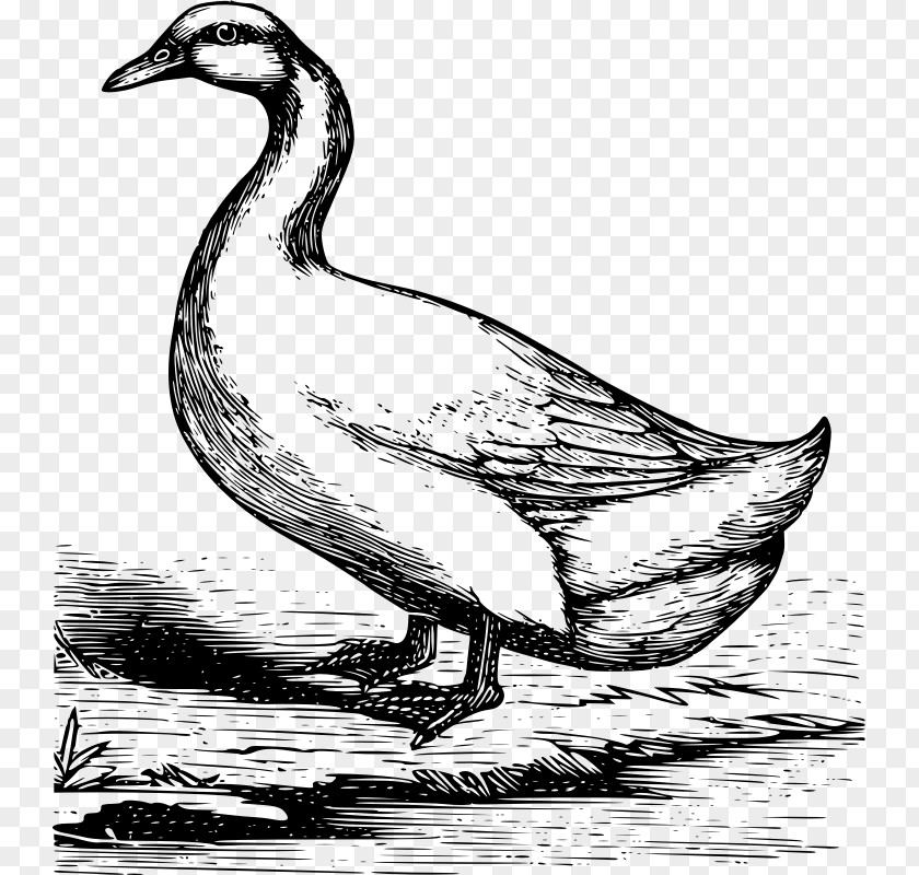 Duck Mallard American Pekin Goose German PNG