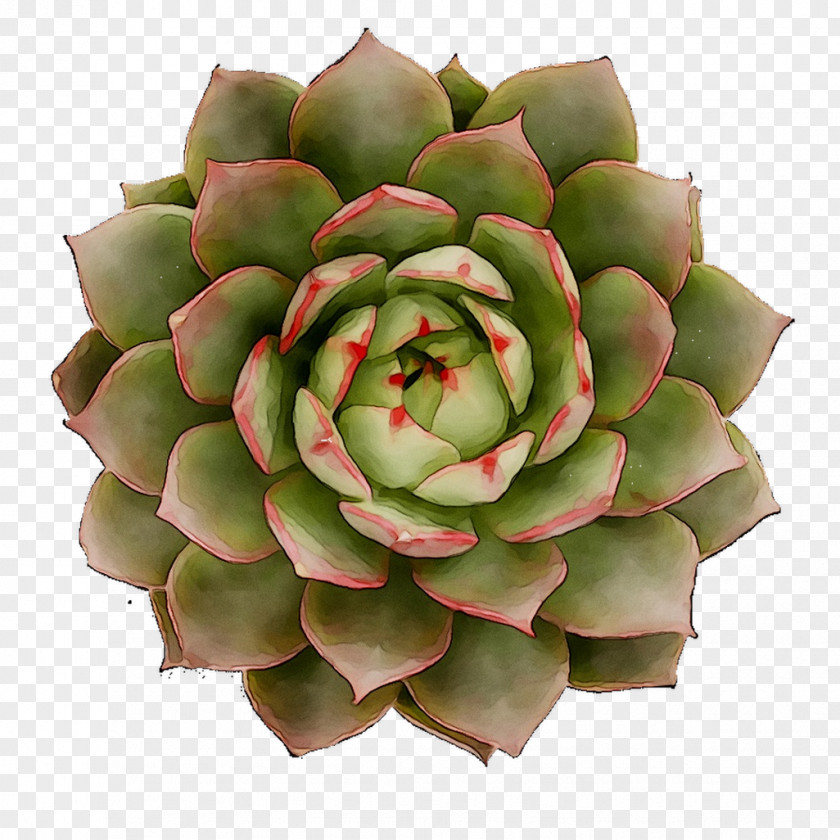 Flower PNG