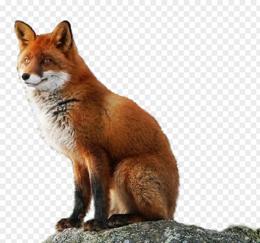 Fox PhotoScape PNG