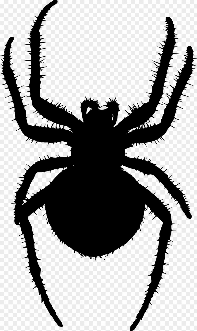 Spider Orb-weaver Clip Art PNG