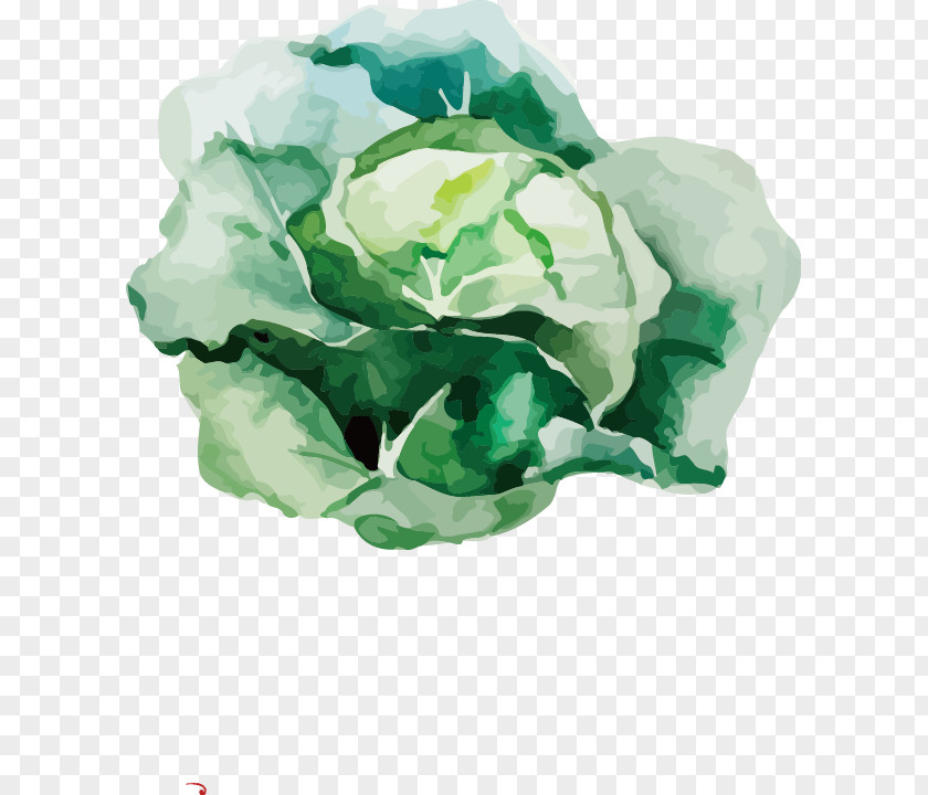 Vector Painted Cauliflower Root Vegetables Watercolor Painting Drawing Illustration PNG