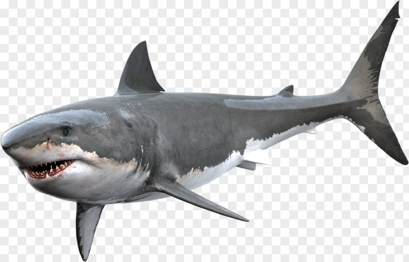 Animated Shark Great White Tiger Bull PNG