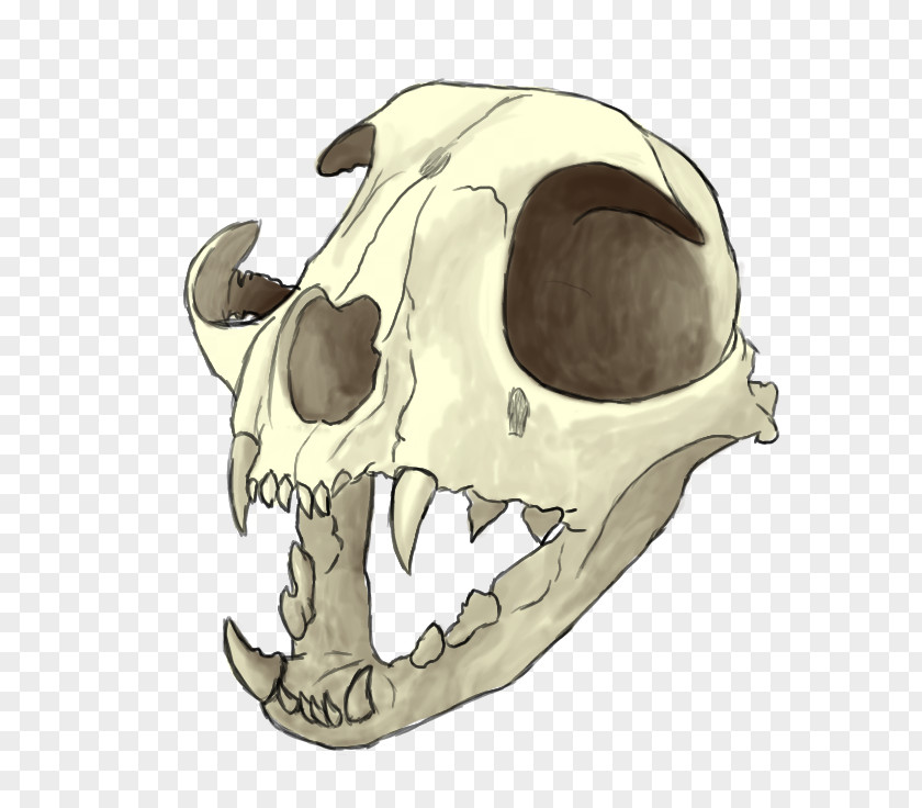 Skull Drawing Painting Skeleton Witchcraft PNG