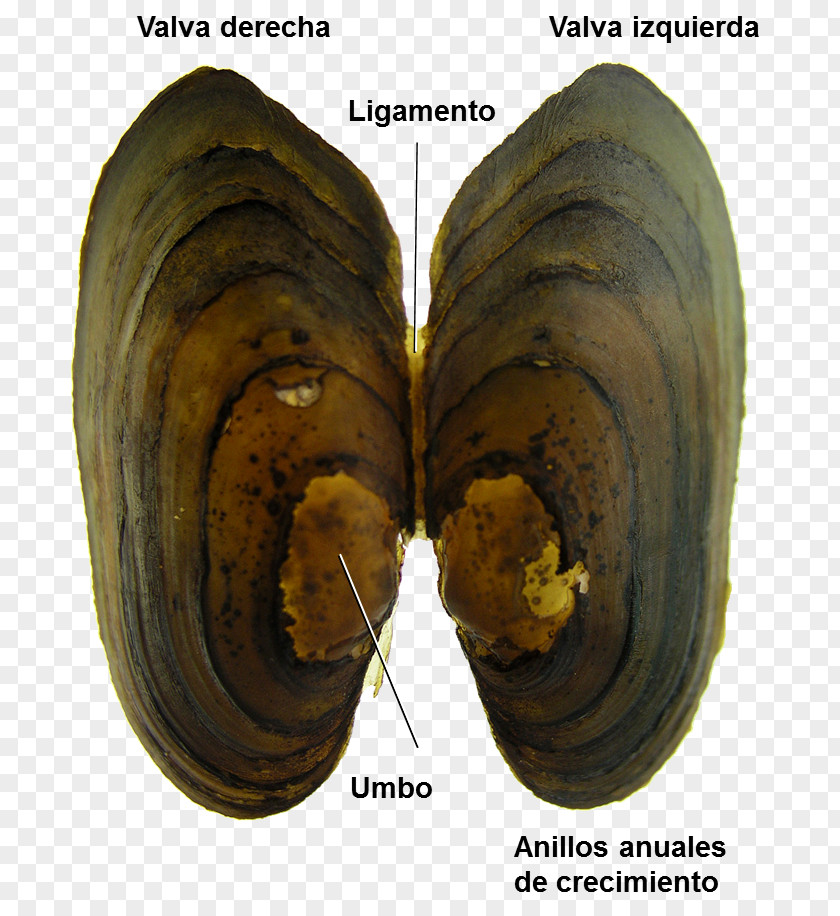 Concha Organism PNG