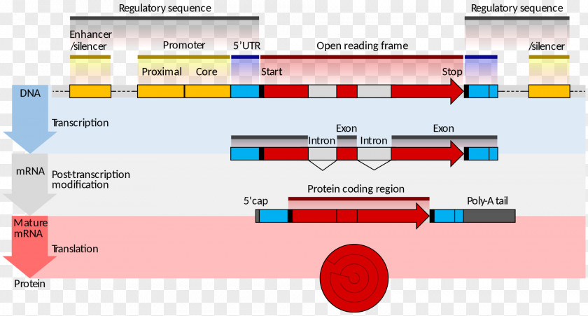 Confused Gene Structure Coding Region Expression Eukaryote PNG