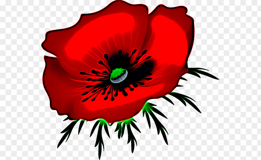 Flowering Plant Coquelicot Red Oriental Poppy Flower PNG