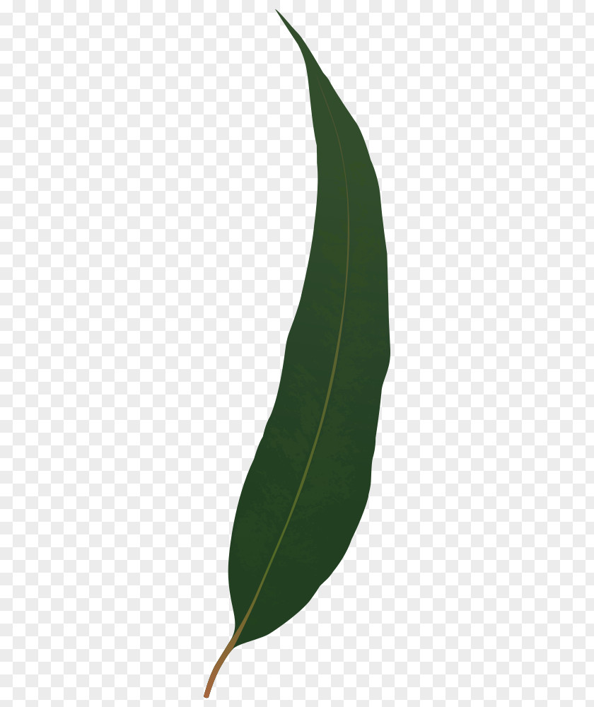 Leaf Gum Trees Gumleaf PNG