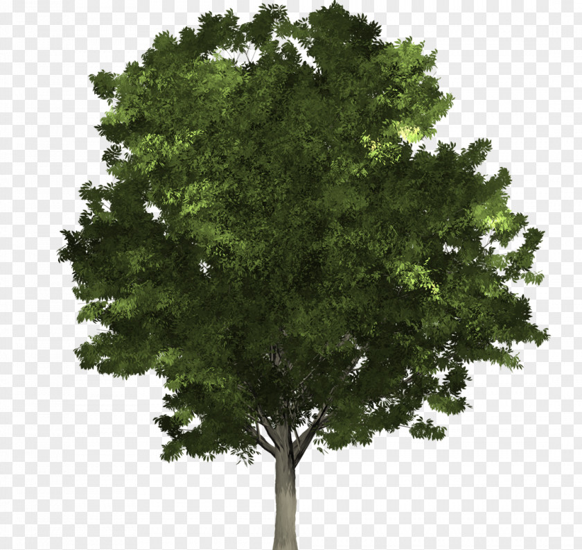 Overlooking Ginkgo Tree Fraxinus Pennsylvanica Structure Northern Red Oak Lindens PNG