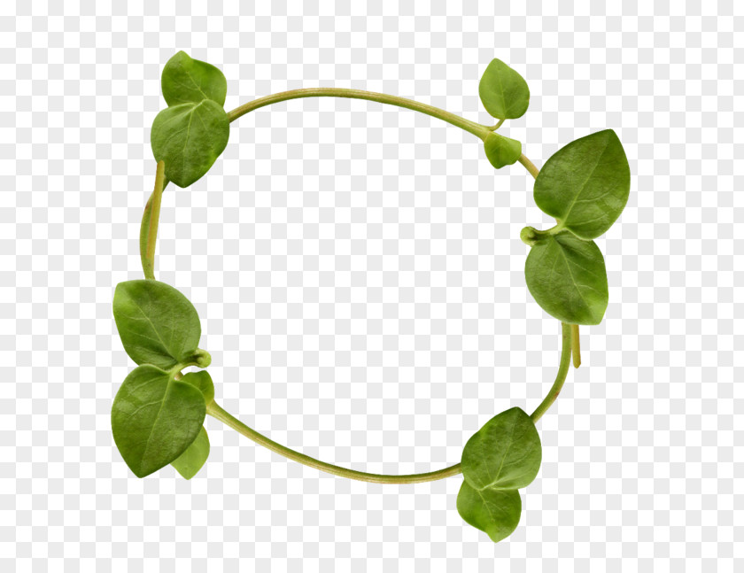 Tree Vine Raster Graphics PNG