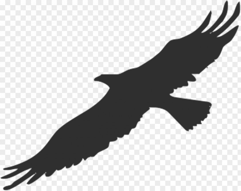 American Eagle Bird Bald Silhouette Clip Art PNG