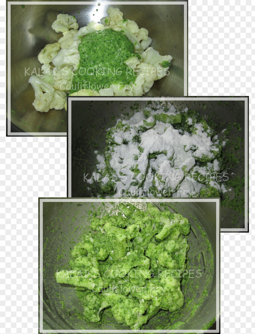 Coriander Vegetarian Cuisine Leaf Vegetable Lettuce PNG