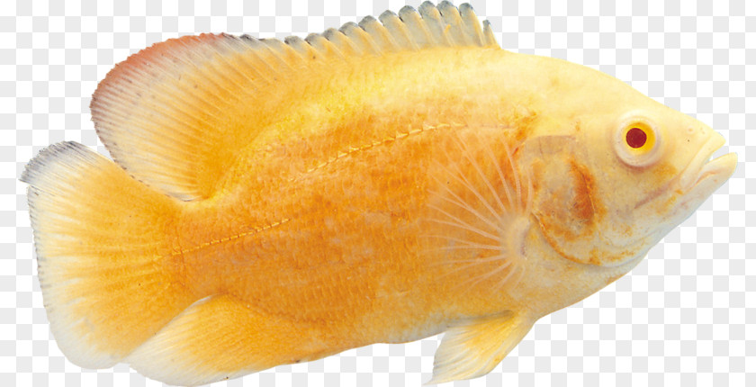 Fish Goldfish Tropical Download PNG