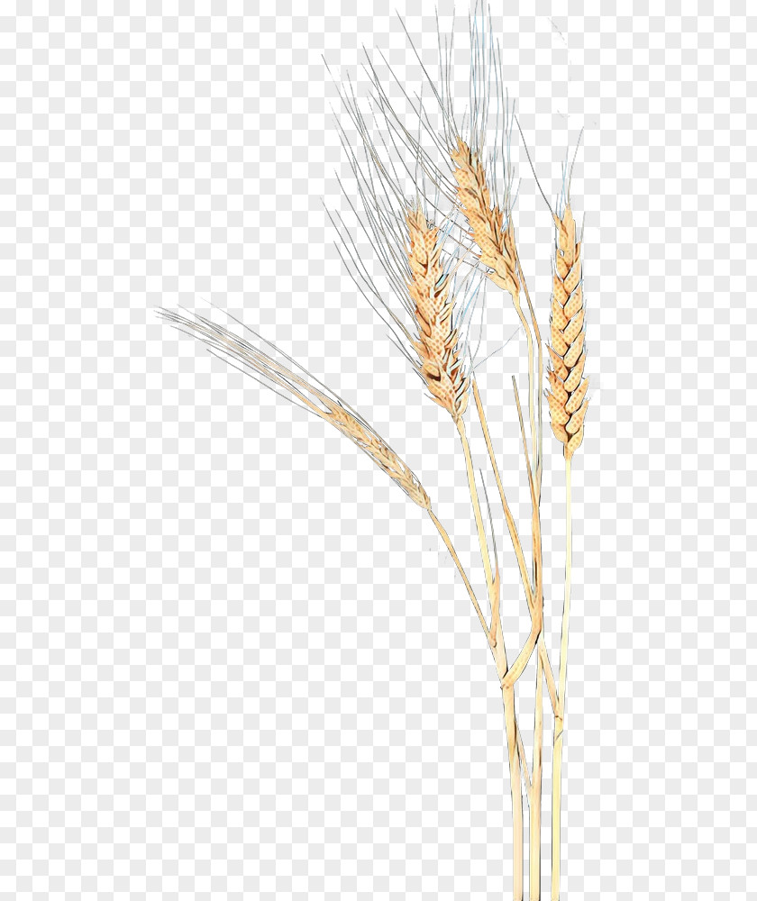 Gluten Phragmites Grass Cartoon PNG