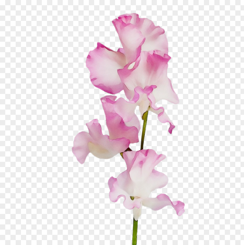 Moth Orchid Plant Stem Flower Flowering Pink Petal Cut Flowers PNG