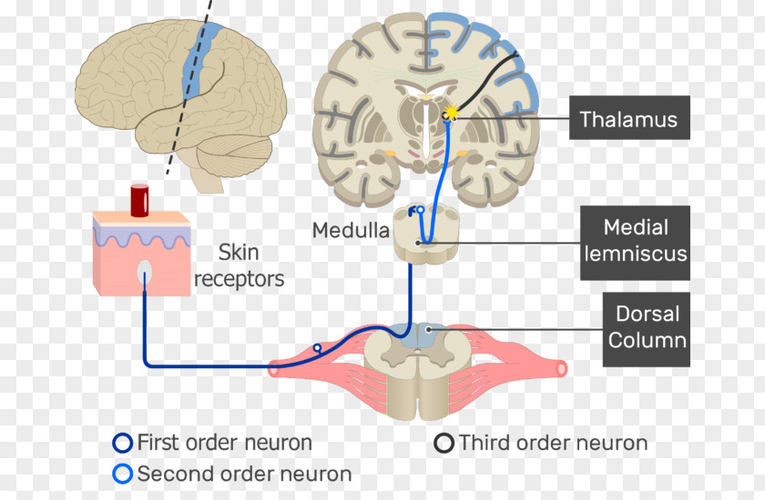 Primary Motor Cortex Brain Sensory Neuron Nervous System Receptor Neural Pathway PNG
