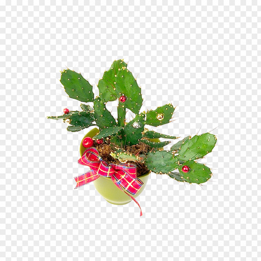 Bow Pot Cactaceae Plant Flowerpot PNG