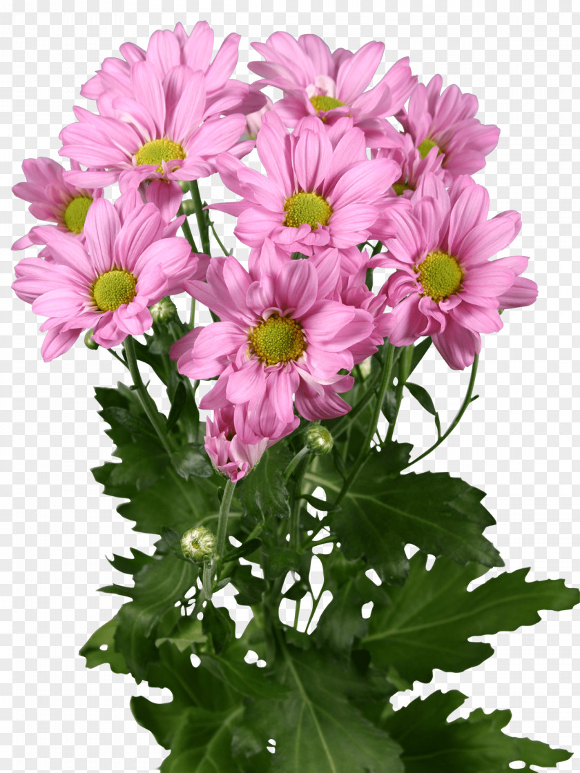 Chrysanthemum Garden Cosmos Marguerite Daisy Floral Design Cut Flowers PNG