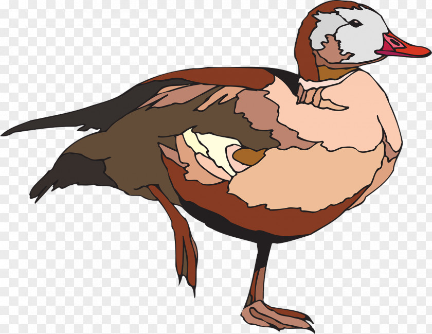 Duck Goose Bird Cygnini Clip Art PNG