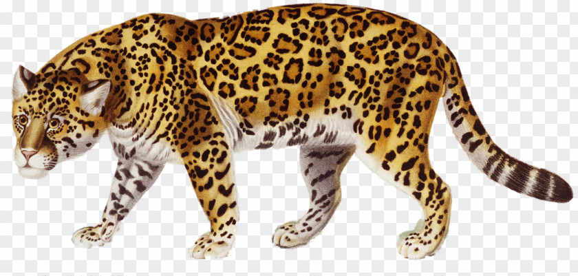 Jaguar Clip Art PNG