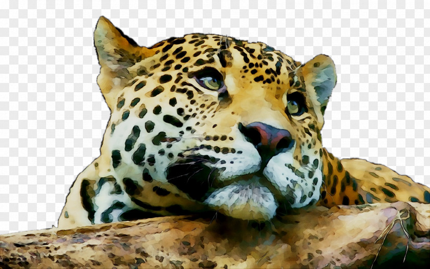 Jaguar Leopard Tiger Cat Lion PNG