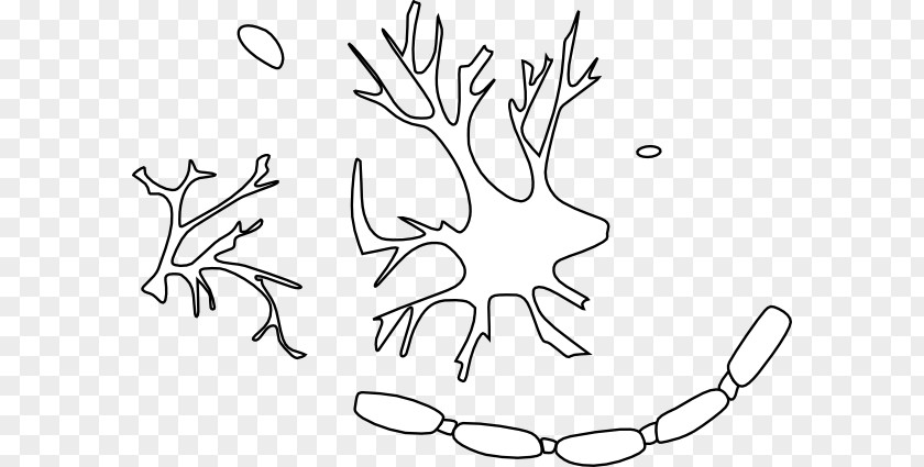 Nerve Cell Clip Art Neuron Nervous System Image PNG