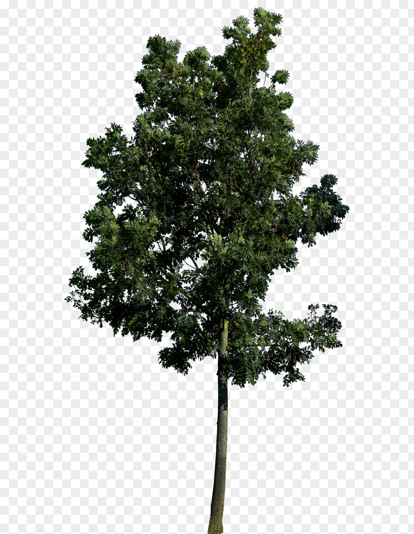 Best Free Tree Image Populus Nigra Landscape Architecture Landscaping PNG