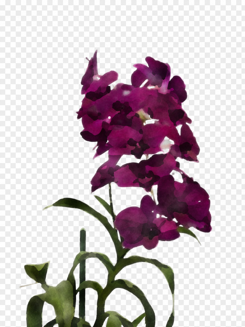 Dendrobium Orchid Flower Plant Purple Violet Petal PNG
