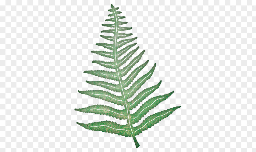 Fern Leaf Paper Cheery Lynn Designs Die PNG