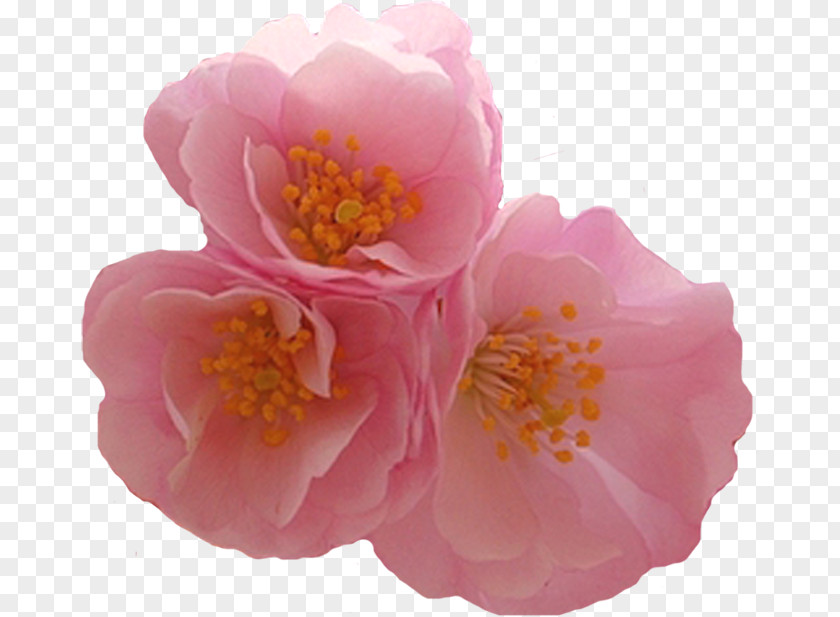 Flower Garden Roses Petal Clip Art PNG