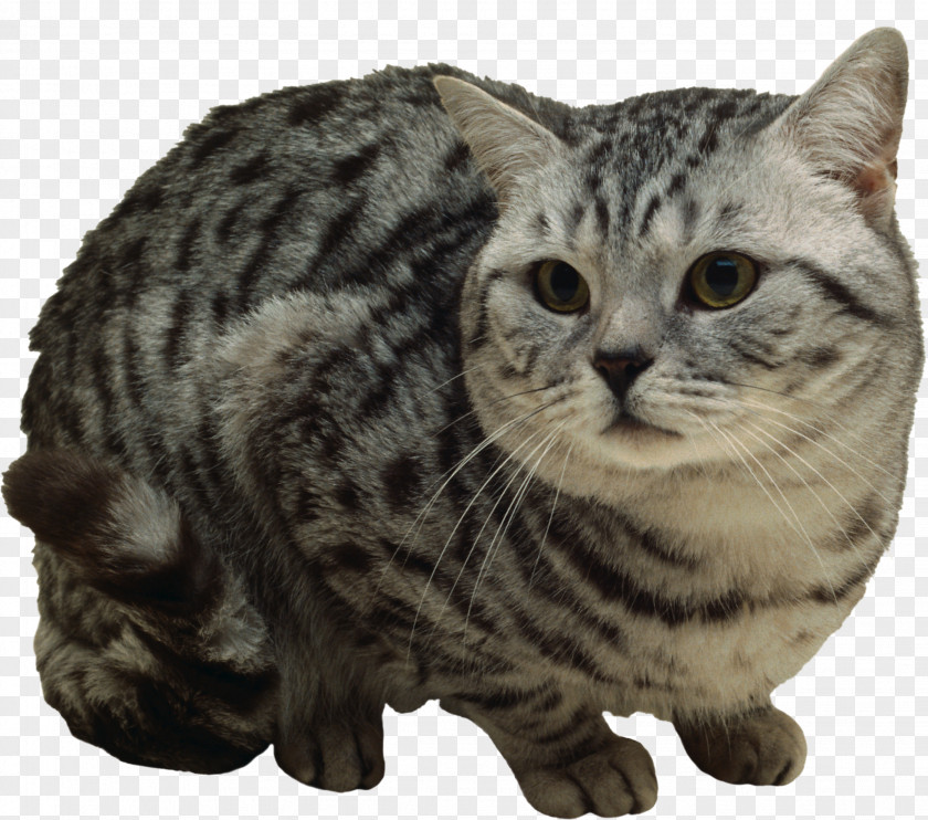 Kitten Ocicat Bengal Cat Sphynx Stock Photography PNG